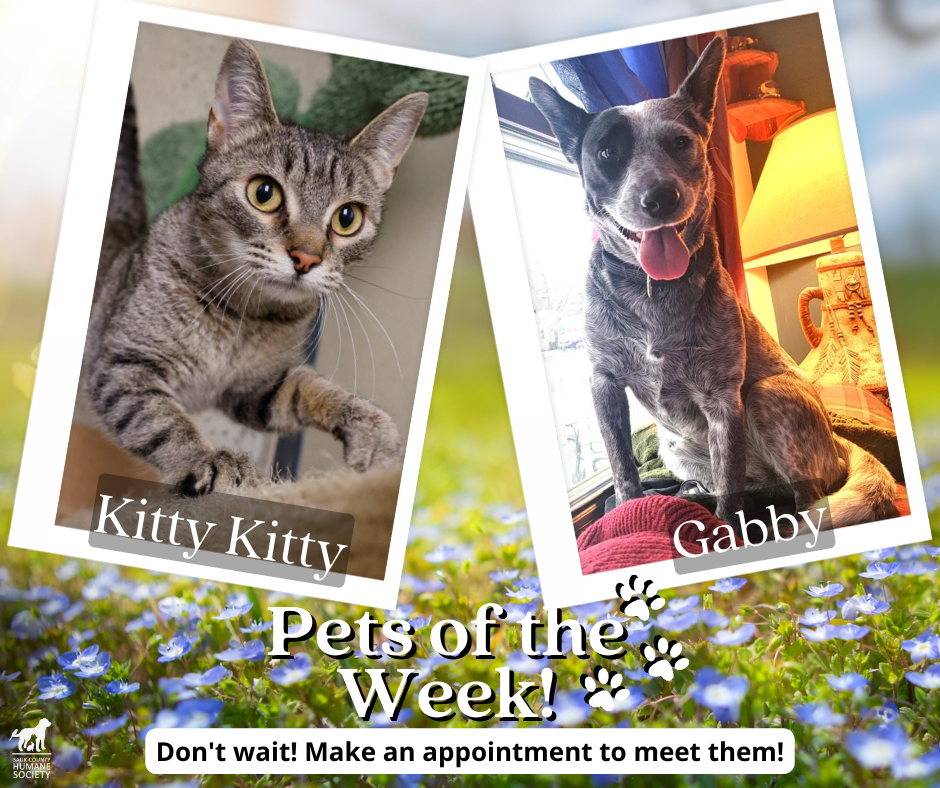 Pets of the Week Kitty Kitty and Gabby