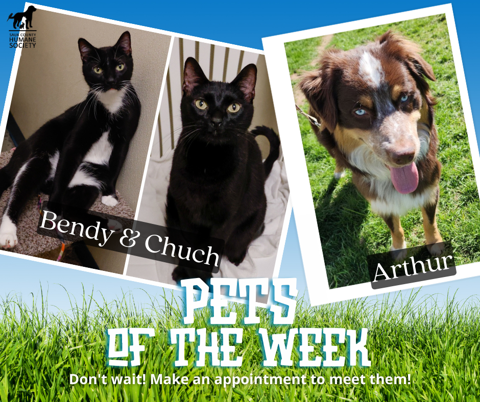Pets of the Week Bendy_Chuch and Arthur