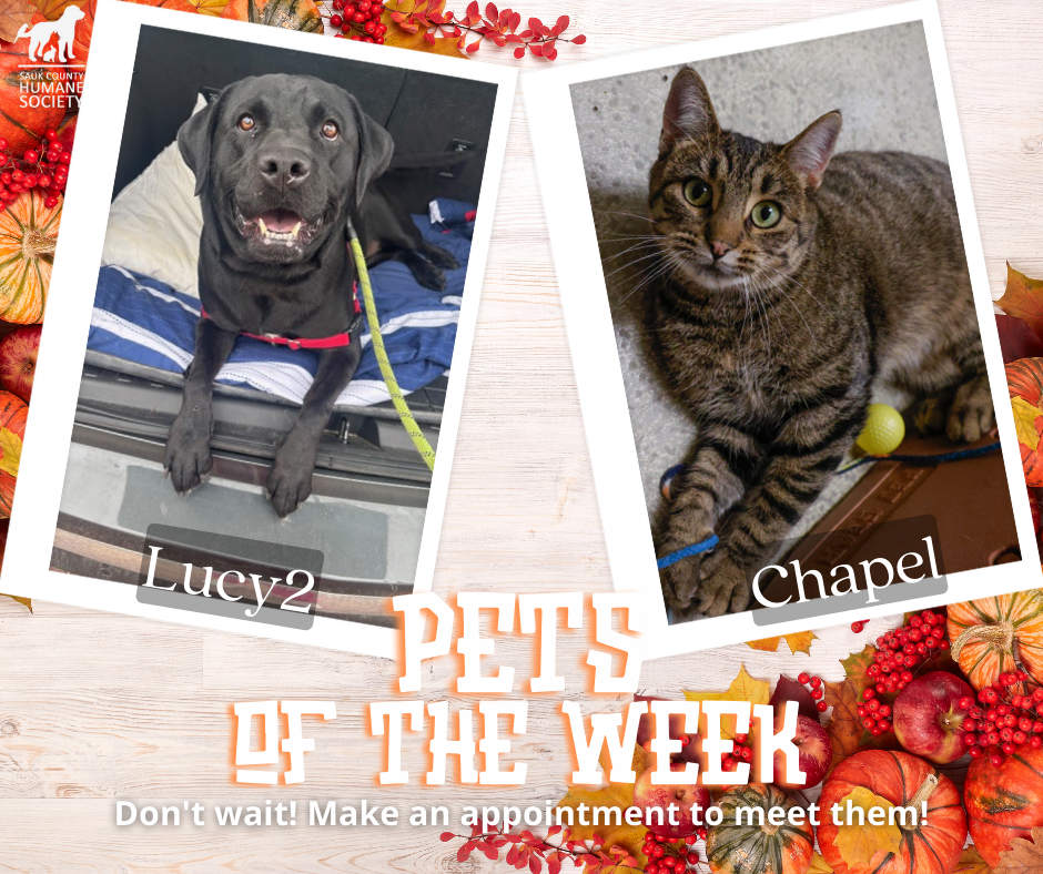 Pets of the Week Lucy and Chapel