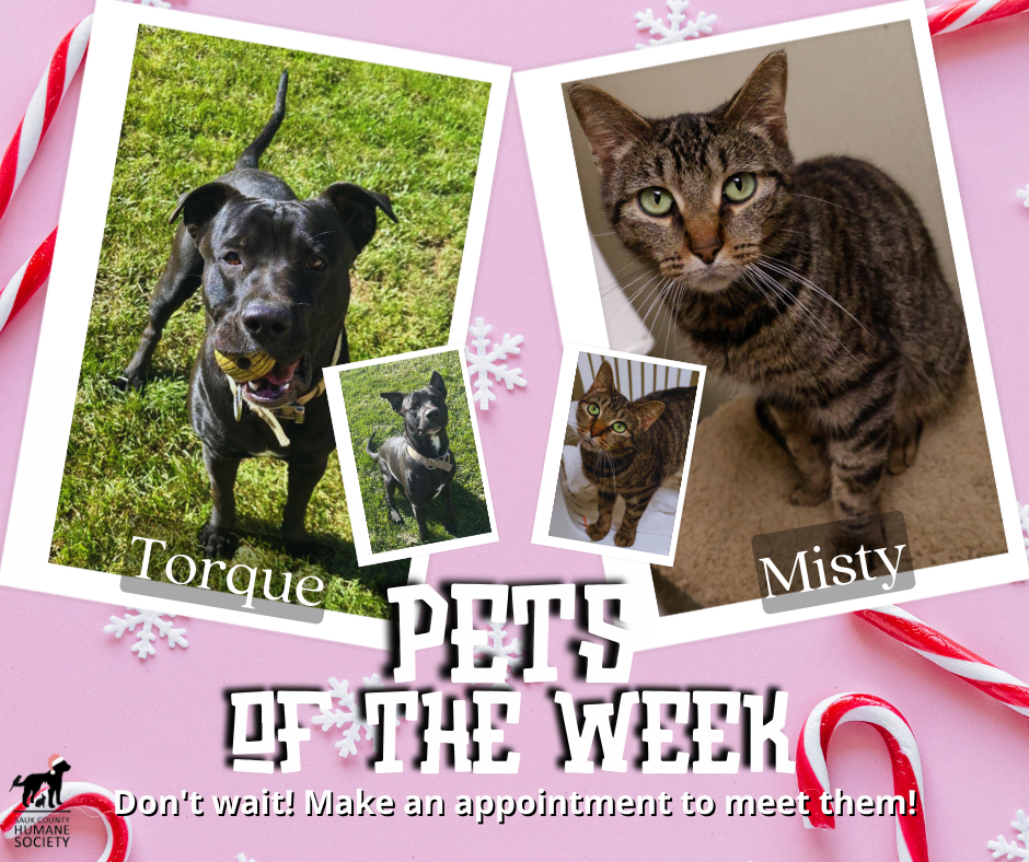 Pets of the Week Torque and Misty