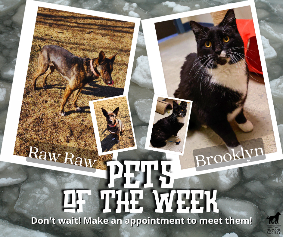 Pets of the Week RawRaw and Brooklyn