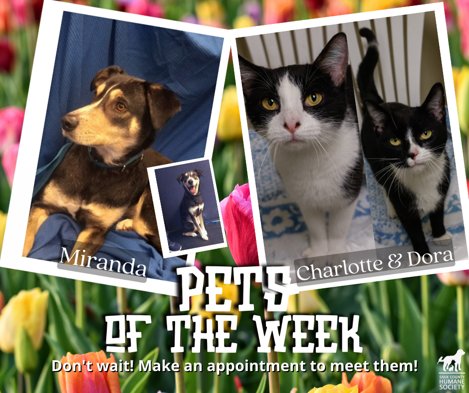 Pets of the Week Miranda _Charlotte_Dora Pets of the Week Miranda _Charlotte_Dora